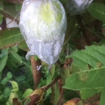 白心芭乐