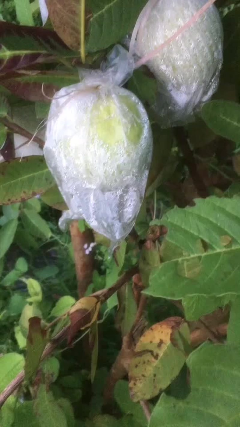 白心芭乐
