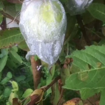 白心芭乐