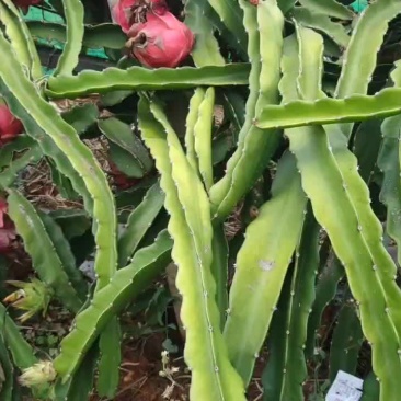 红心火龙果