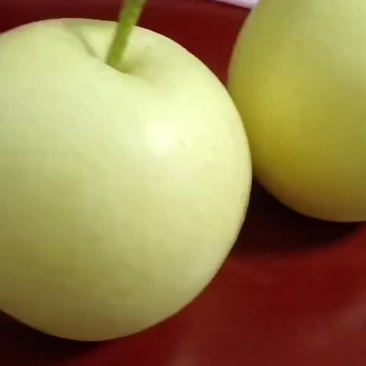 纸袋黄冠梨大量现货，口感脆甜多汁。