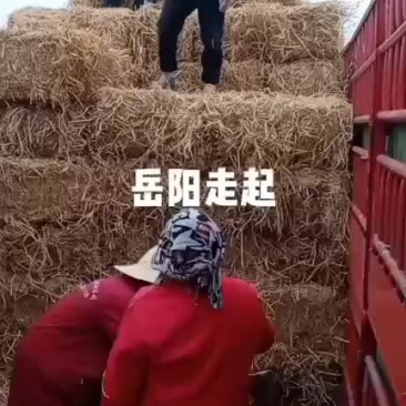 华沐草业合作社稻草饲料