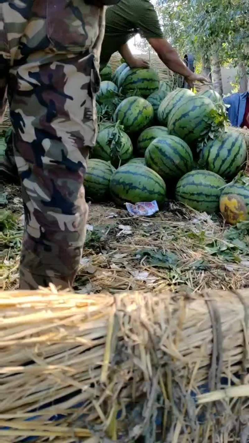 美都西瓜头茬瓜果园基地直发产地代办一手货源