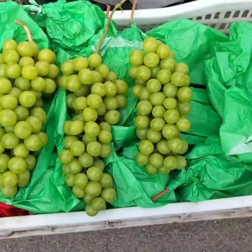 葡萄