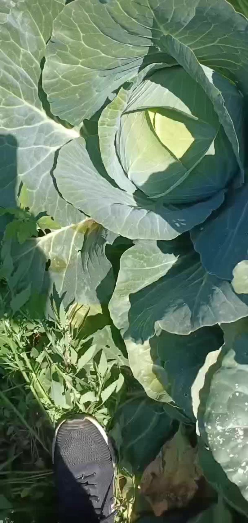 奥奇拿大量有货有要的老板联系