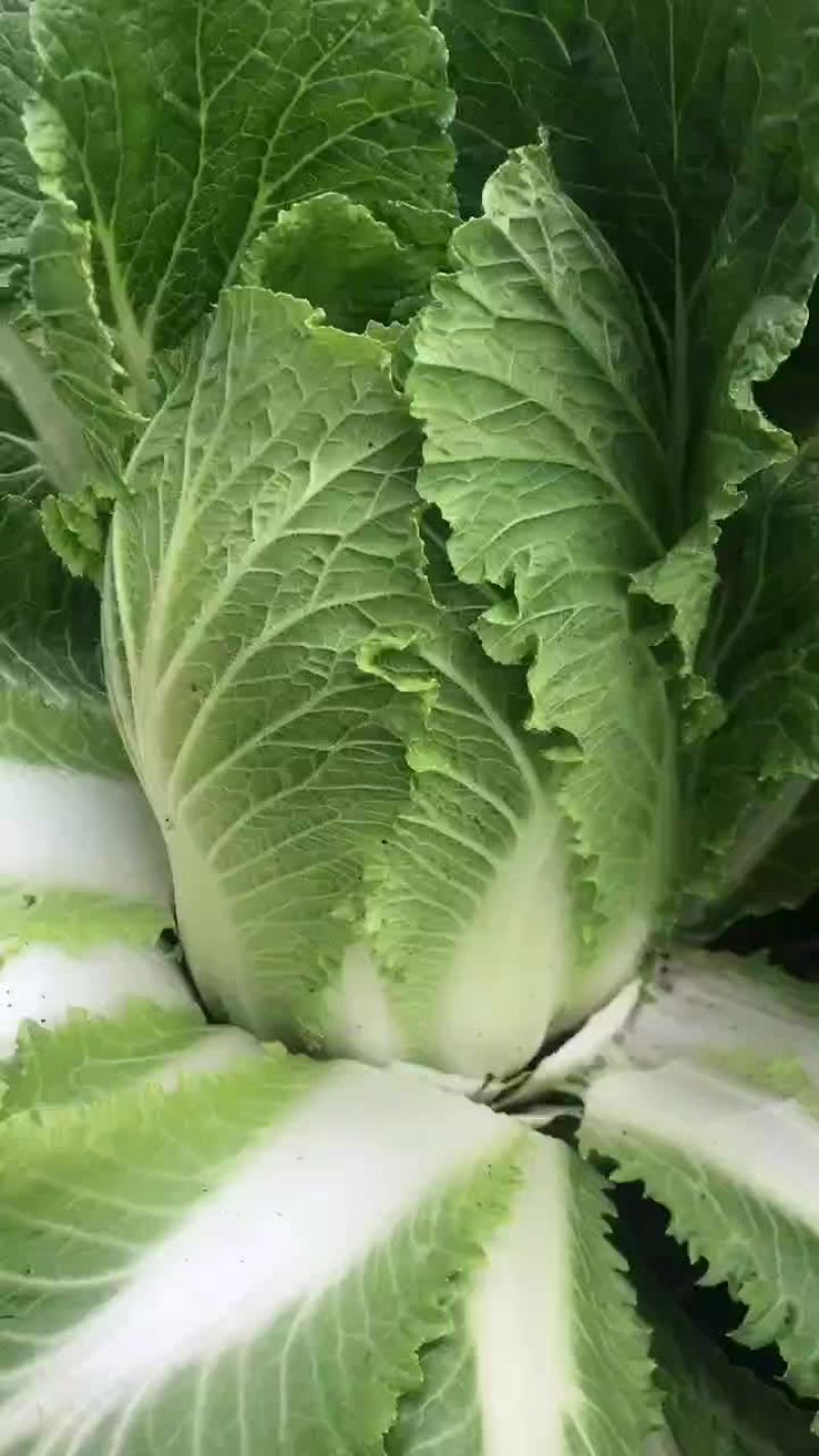 精品玲珑黄一级蔬菜