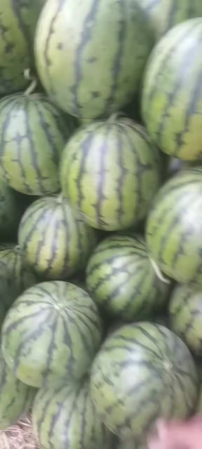 东北地雷西瓜