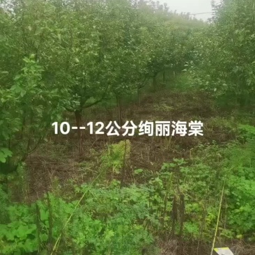 海棠