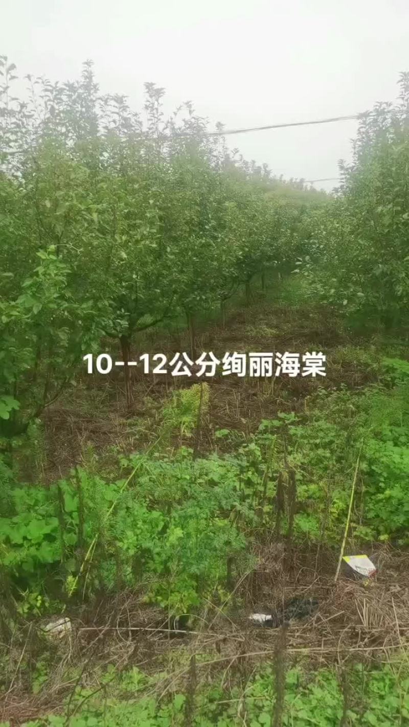 海棠
