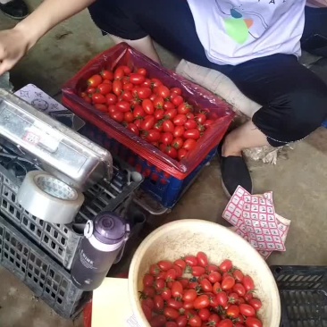 河北圣女果大量上市中