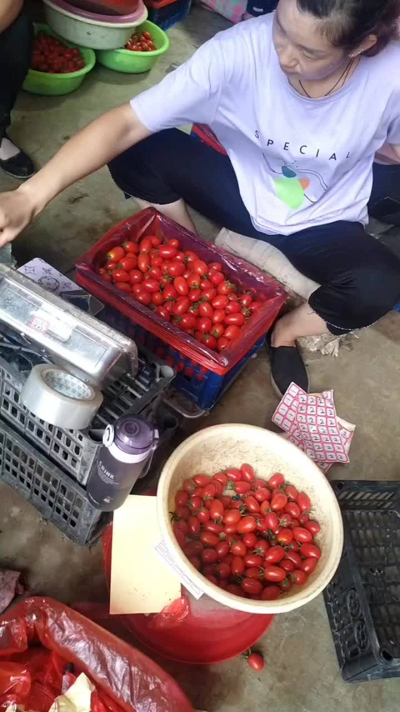 河北圣女果大量上市中