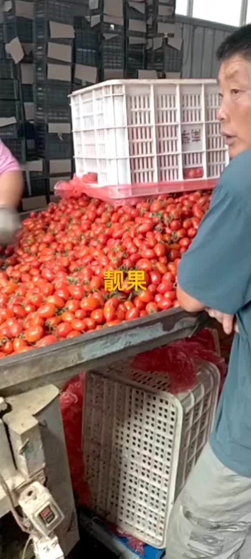 河北圣女果大量上市中