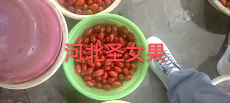 河北圣女果大量上市中