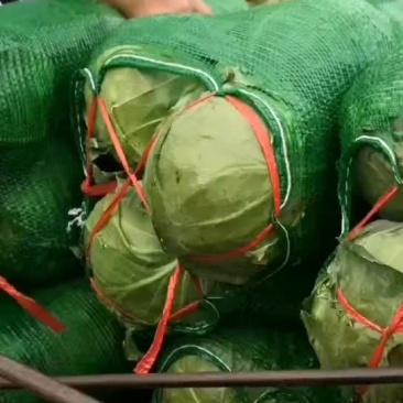 绿甘蓝