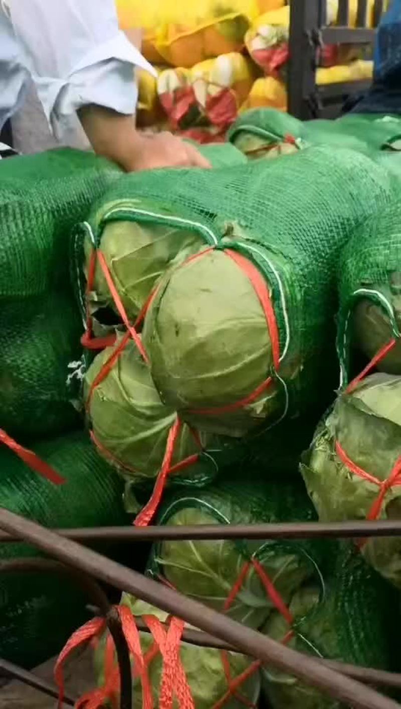 绿甘蓝