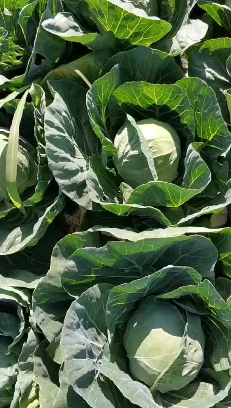 绿甘蓝