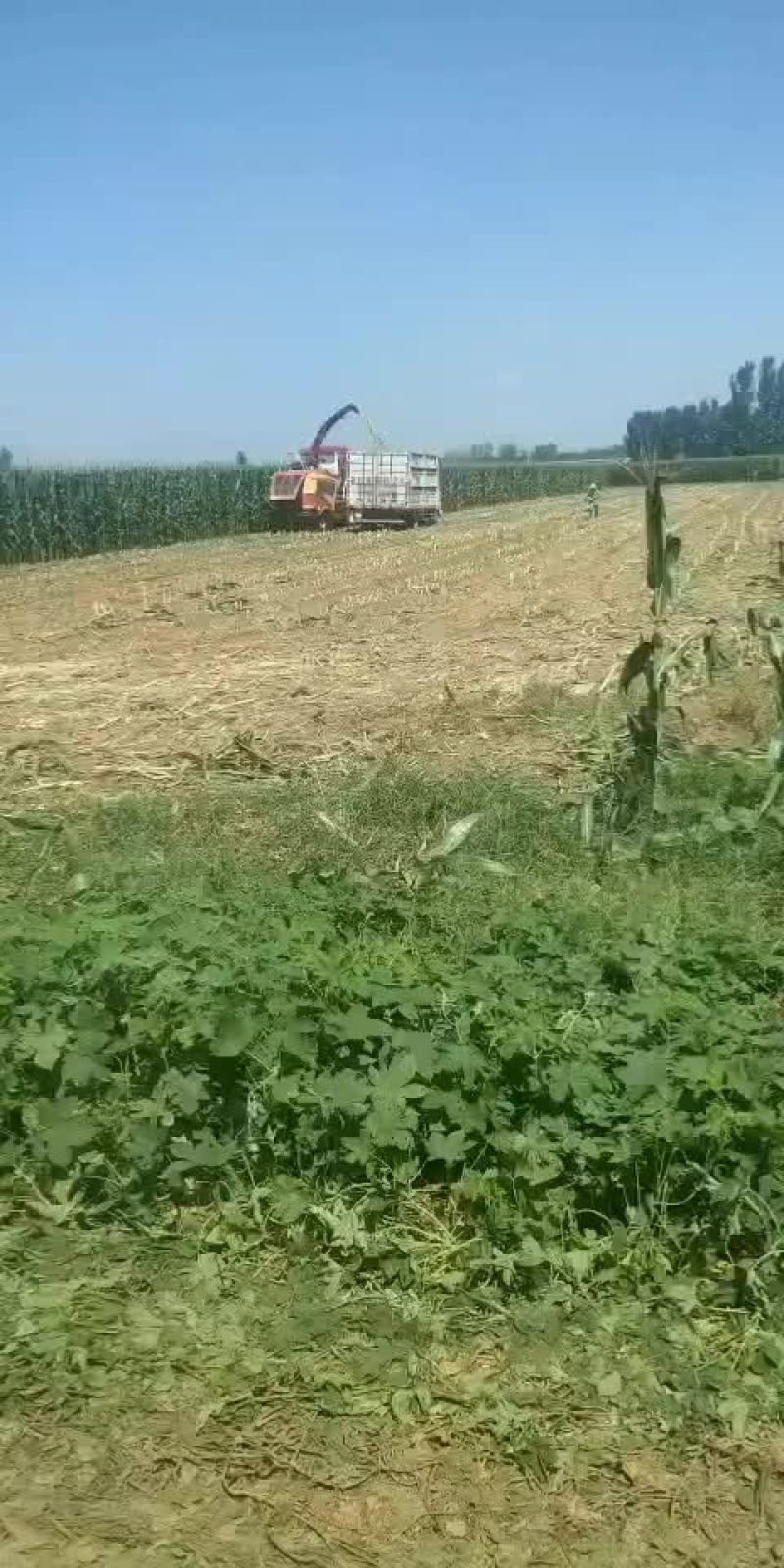 全珠青储玉米