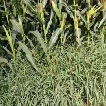 全珠青储玉米