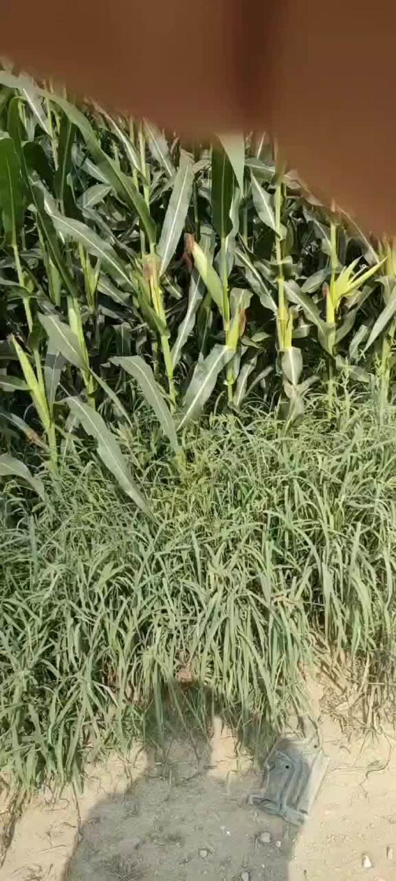 全珠青储玉米