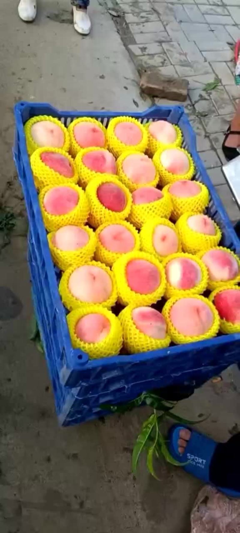 精品绿化九大量上市，有要的老板联系了！！！