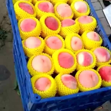 精品绿化九大量上市，有要的老板联系了！！！