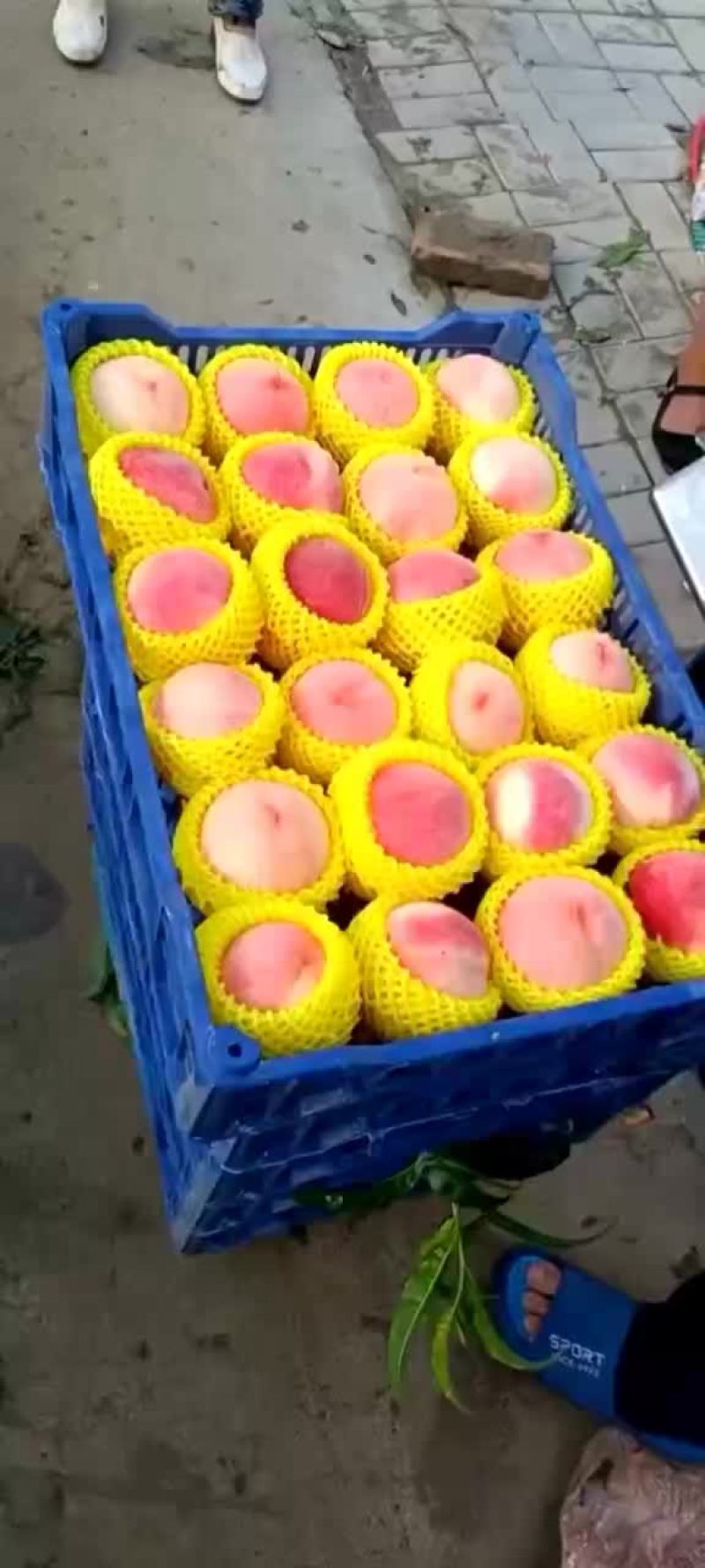 精品绿化九大量上市，有要的老板联系了！！！
