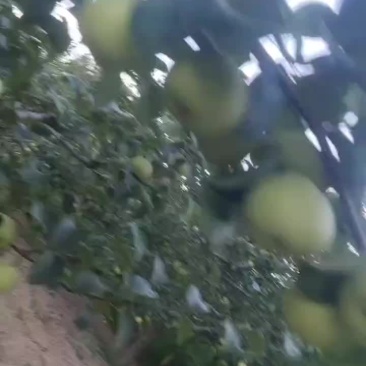 酥梨