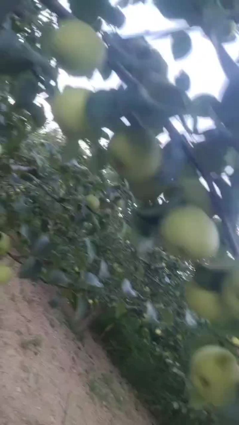酥梨