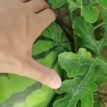东北大地雷庆红999