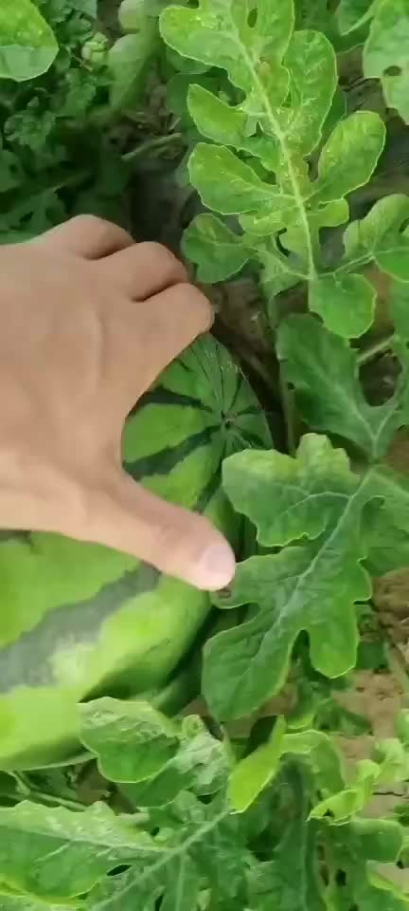 东北大地雷庆红999