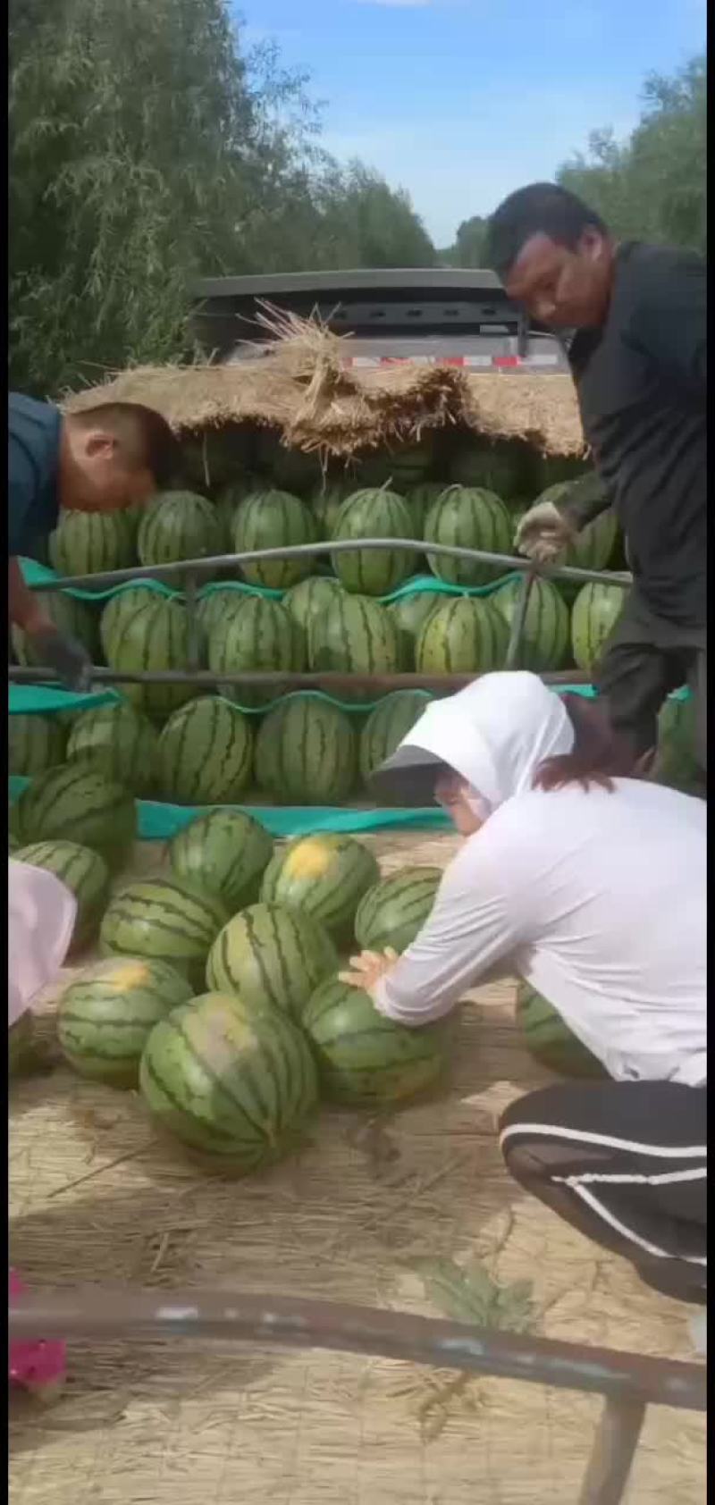 东北大地雷庆红999