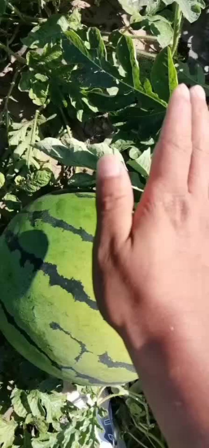 大量上市中