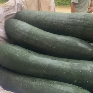 冬瓜黑皮冬瓜原生态无公害万亩基地