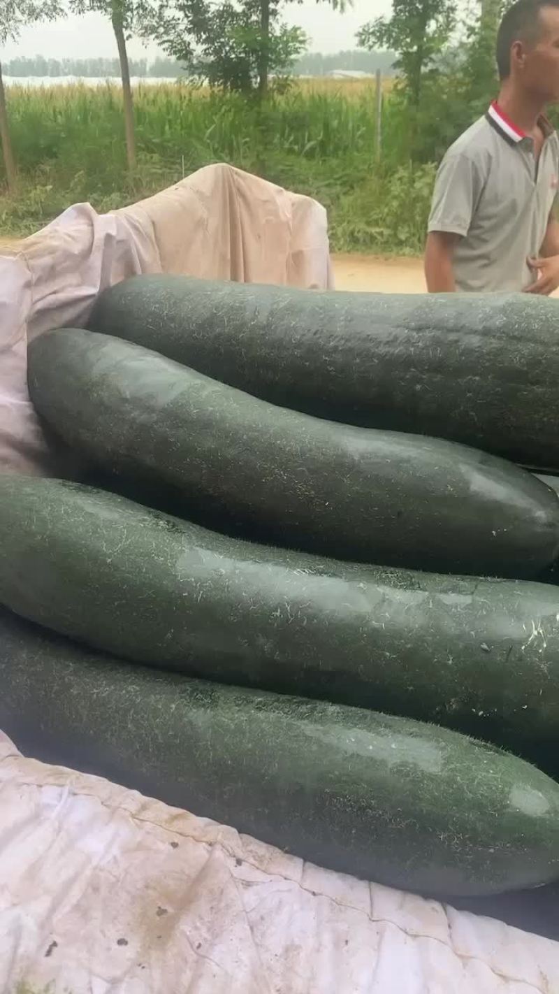 冬瓜黑皮冬瓜原生态无公害万亩基地
