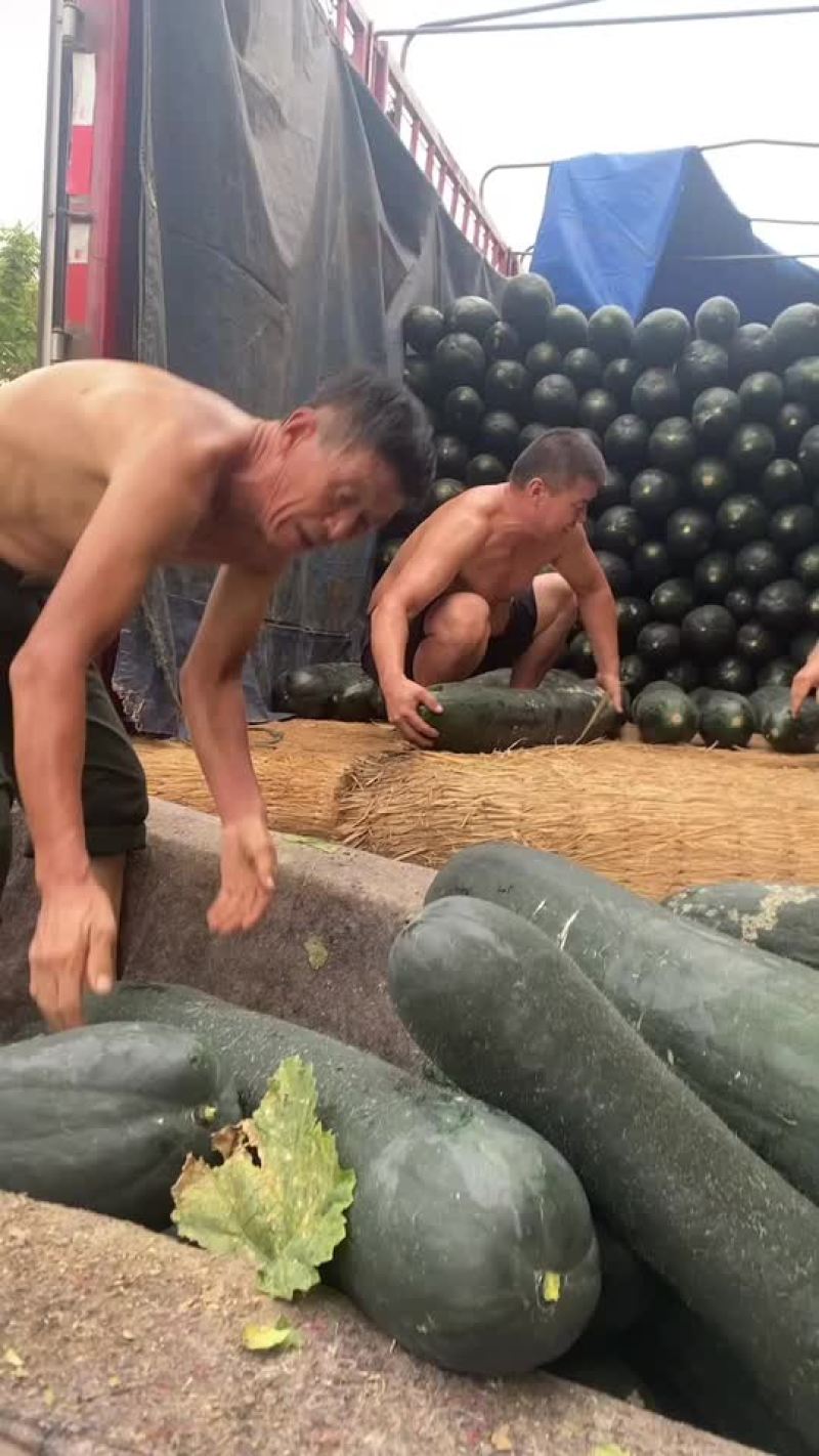 冬瓜黑皮冬瓜原生态无公害万亩基地