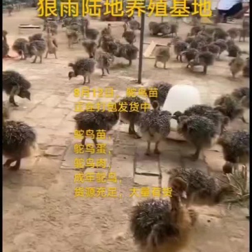 鸵鸟蛋