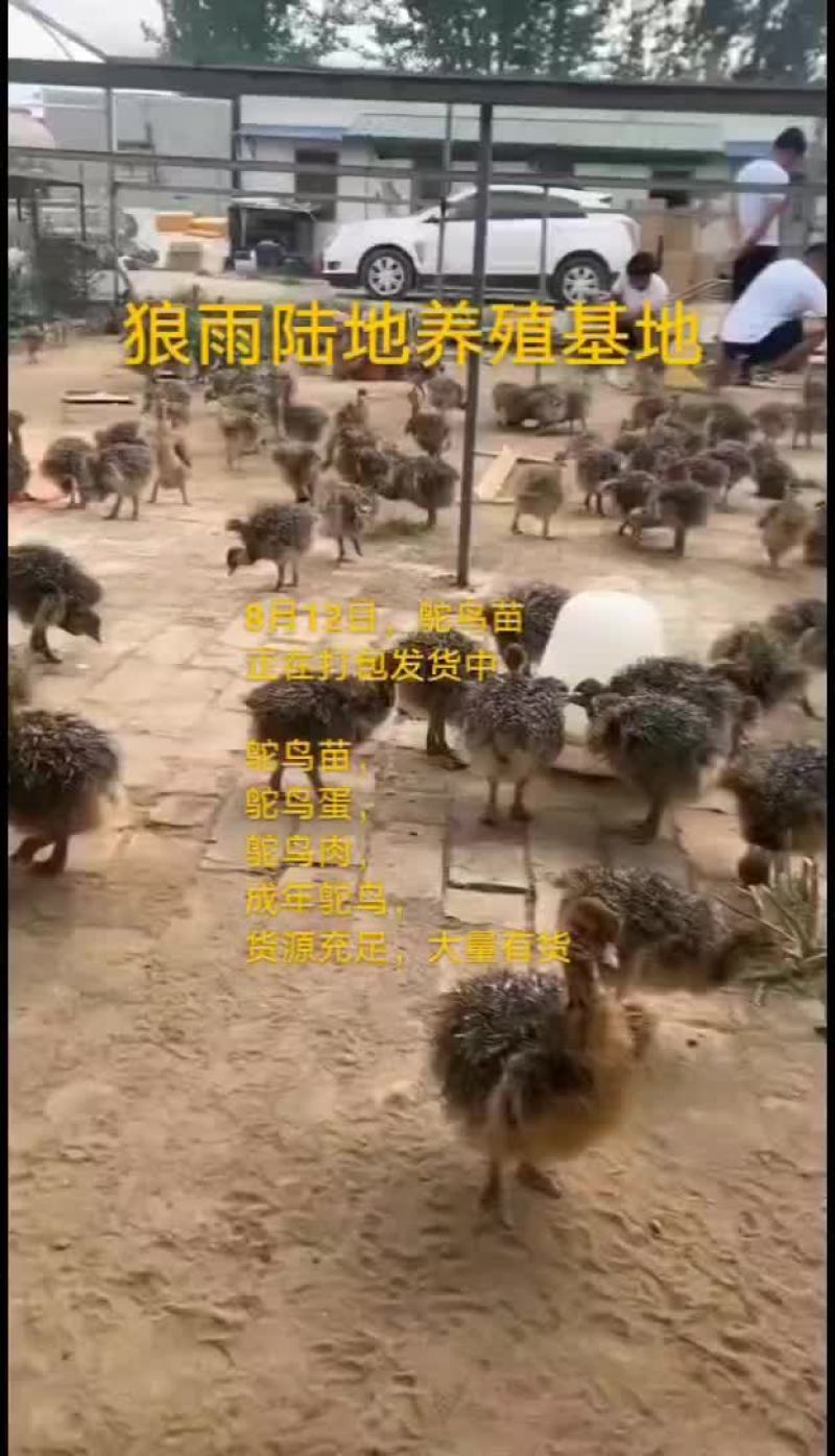 鸵鸟蛋