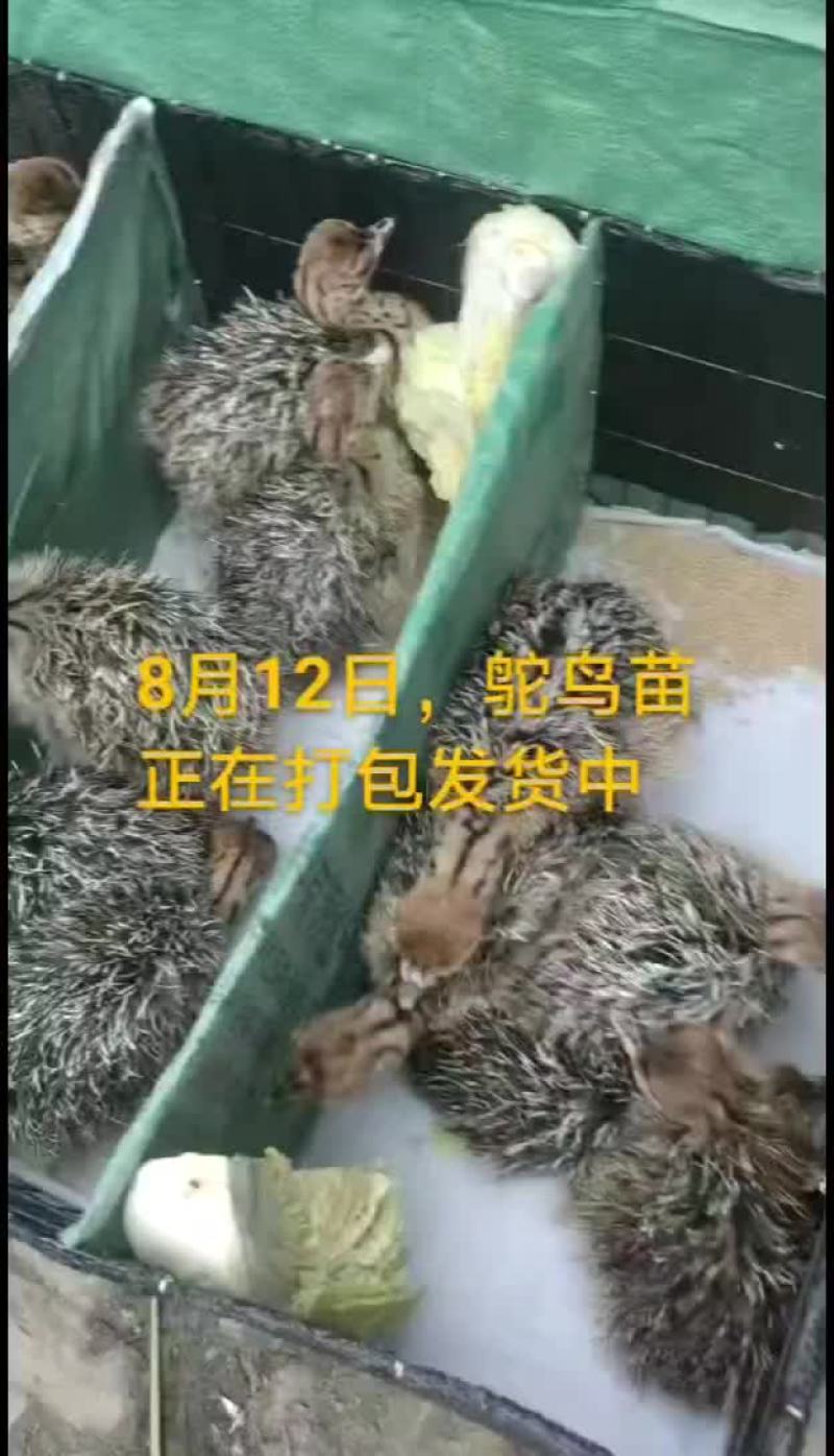 鸵鸟蛋