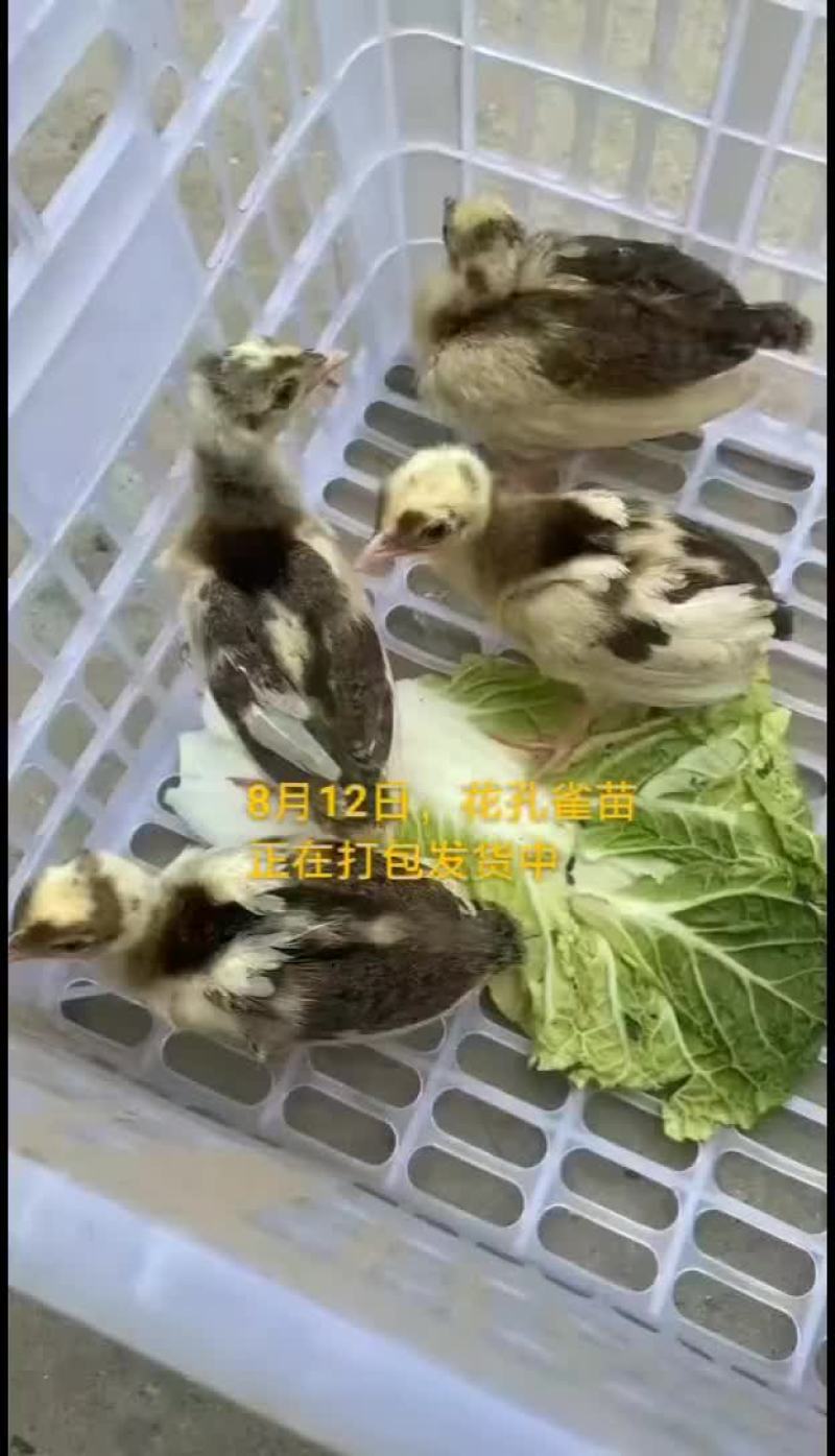 鸵鸟蛋