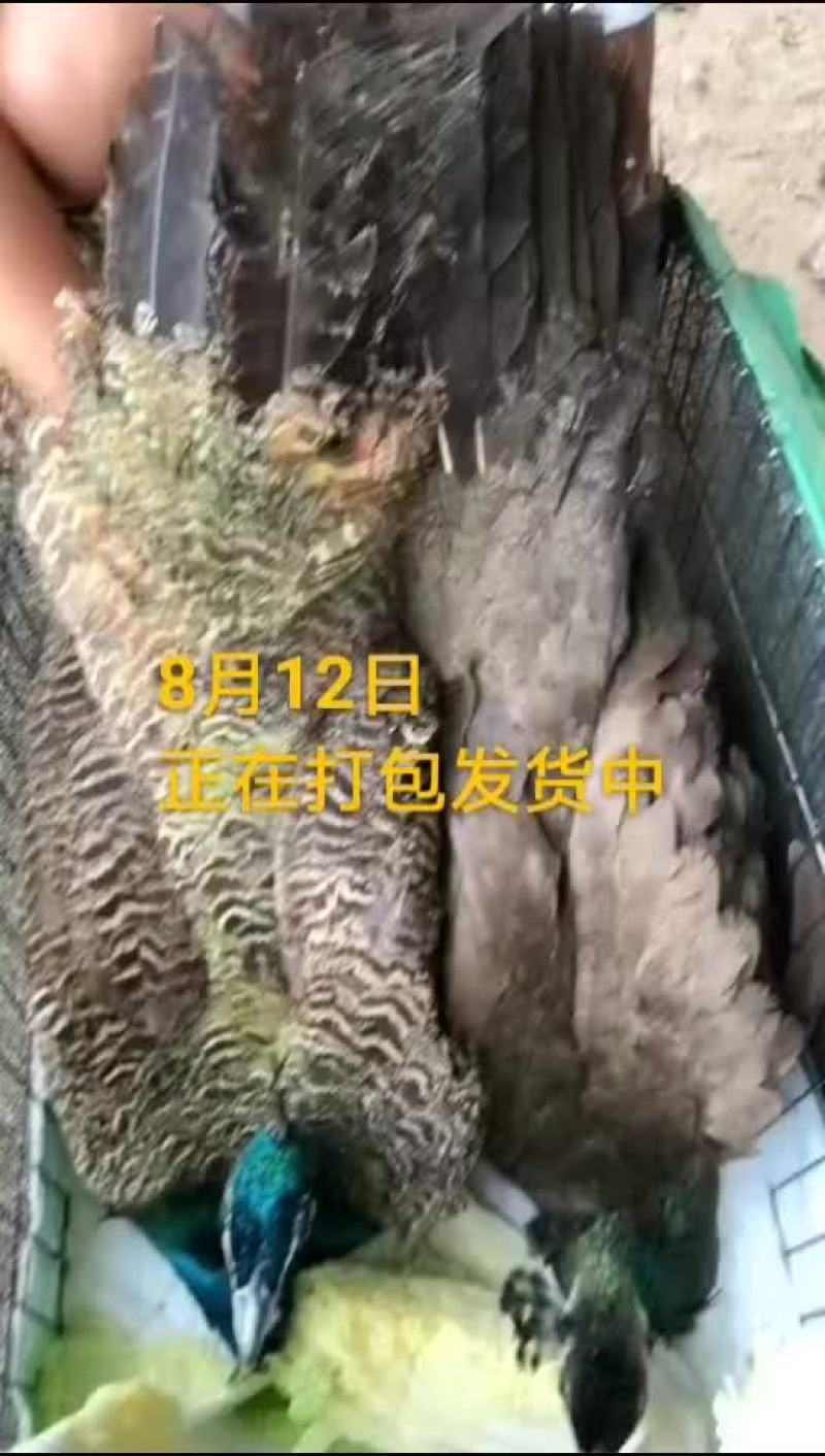鸵鸟蛋