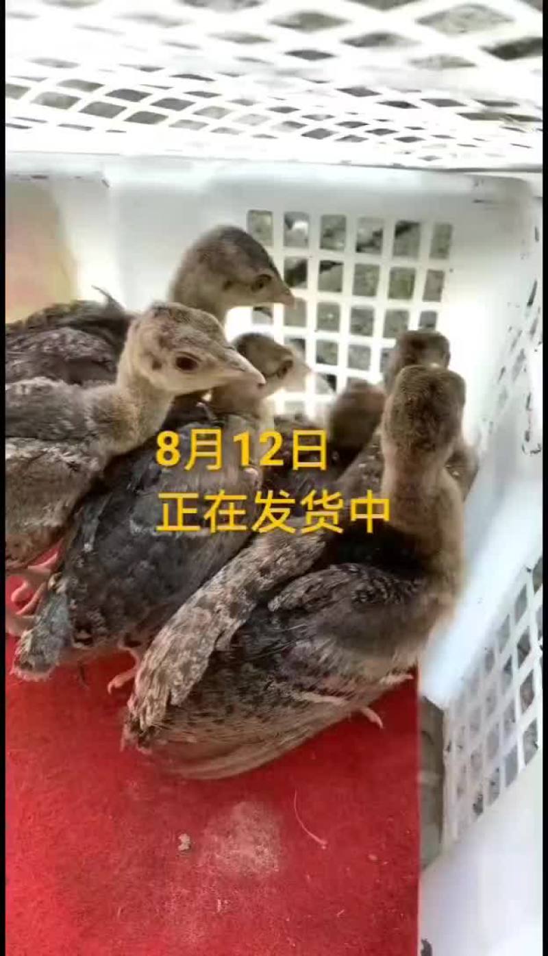 鸵鸟蛋