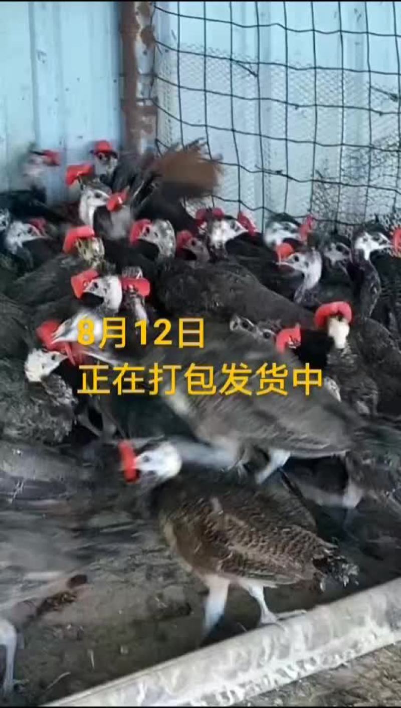 鸵鸟蛋
