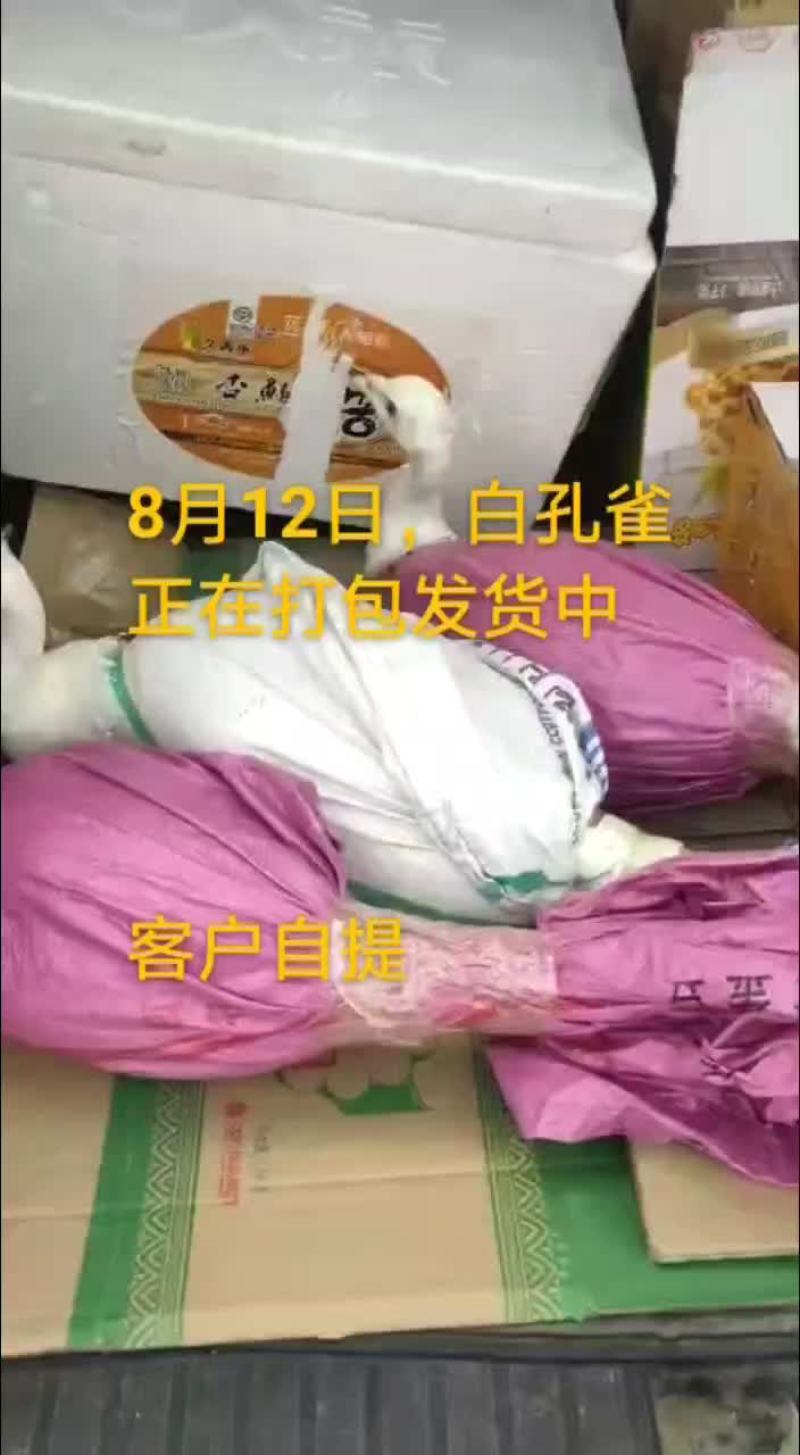 鸵鸟蛋