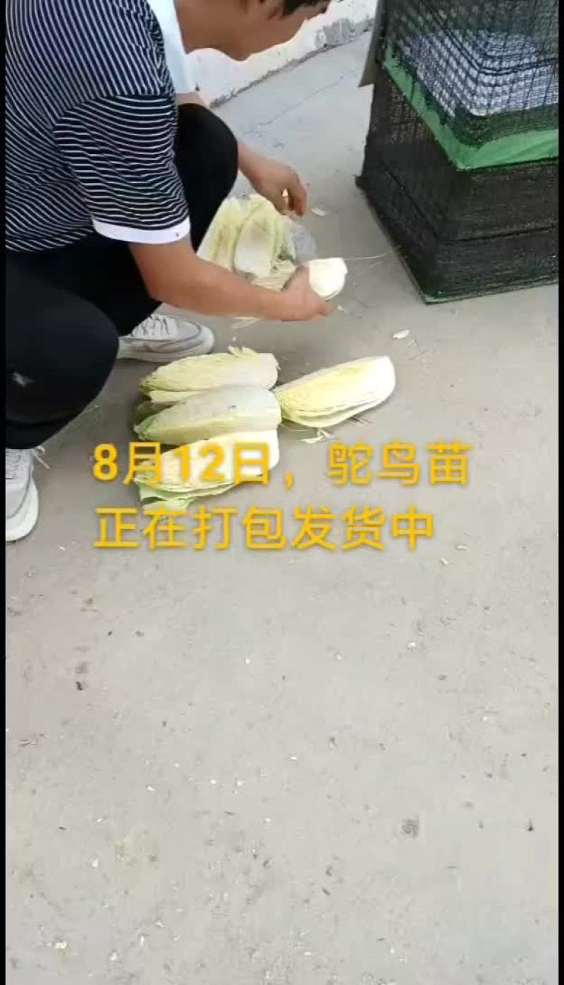 鸵鸟蛋