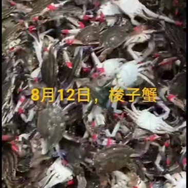 梭子蟹