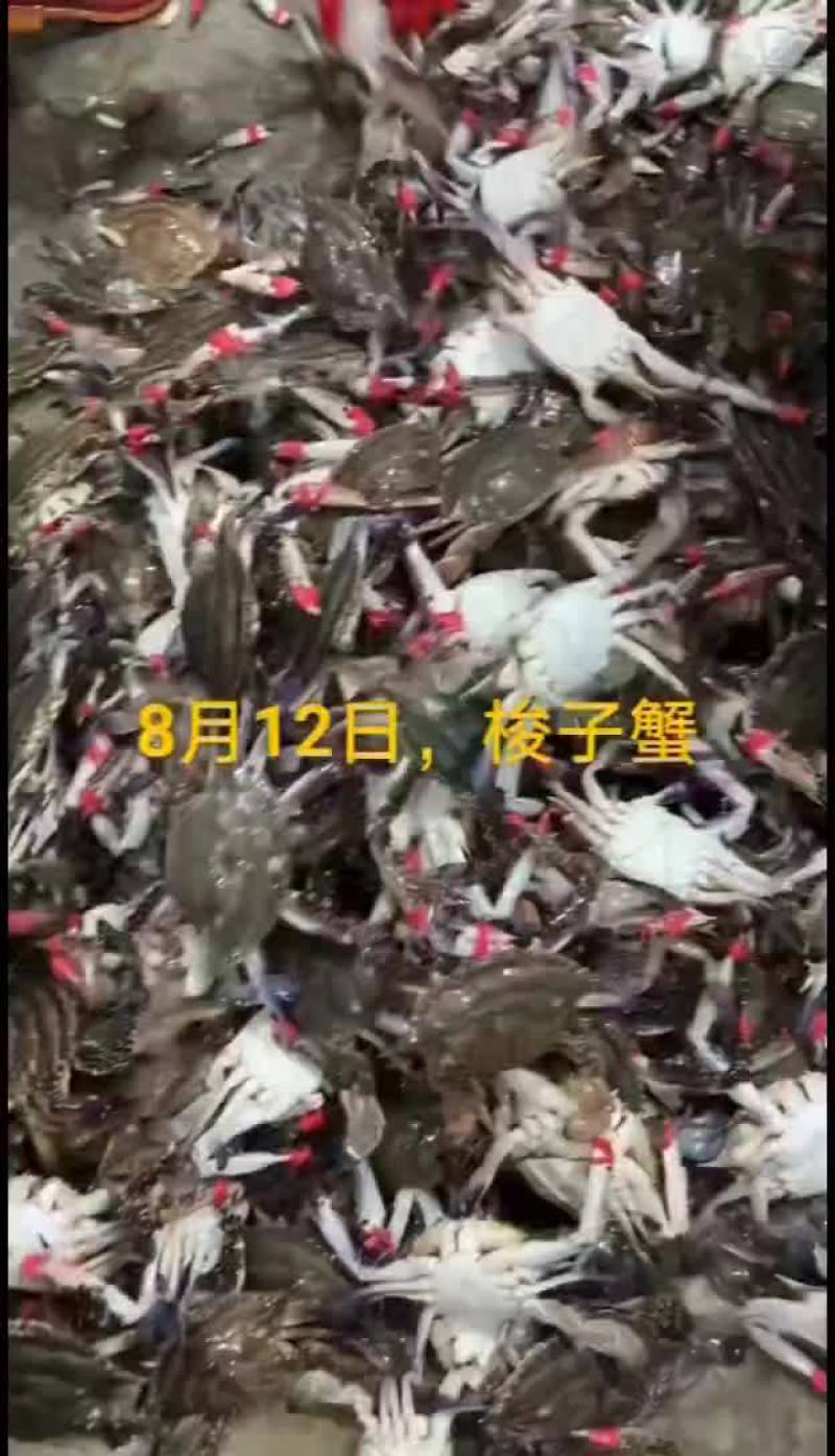 梭子蟹
