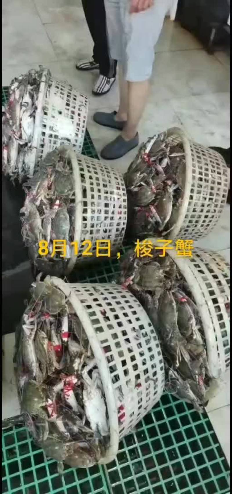 梭子蟹