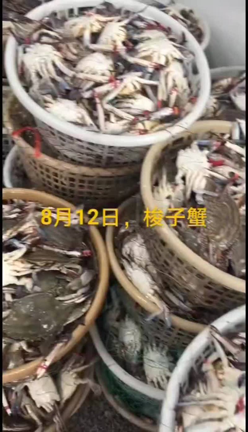 梭子蟹