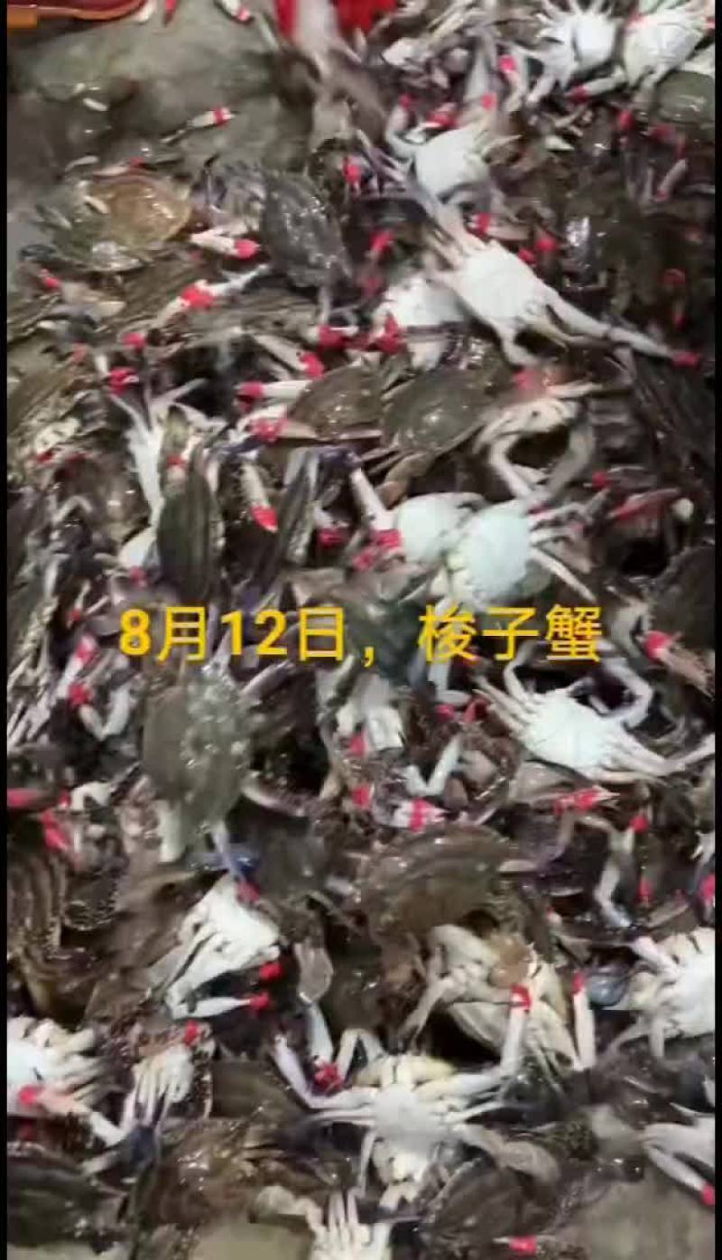 梭子蟹
