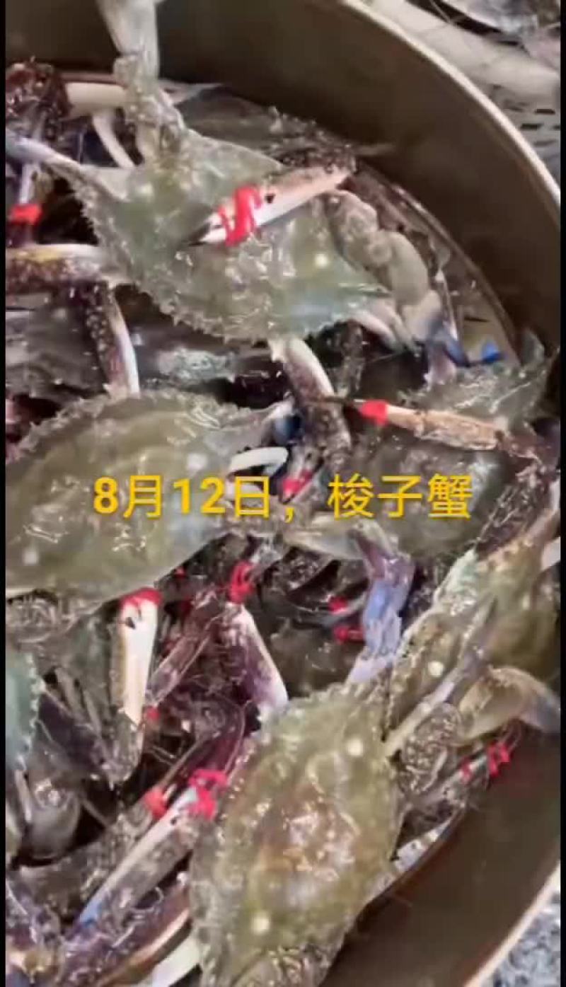 梭子蟹